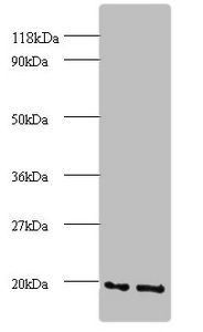 ADP-ribosylation factor 4 antibody
