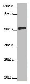 ADPGK antibody