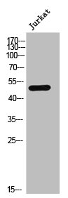 ADRA1A Antibody