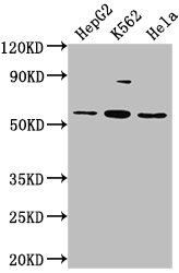 ADRA1A Antibody