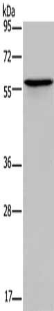 ADRA1B Antibody
