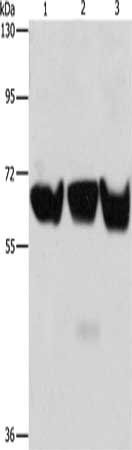 ADRA1B Antibody