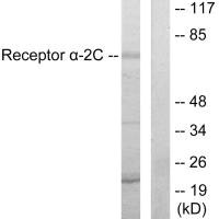 ADRA2C Antibody