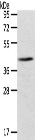 ADRB3 antibody