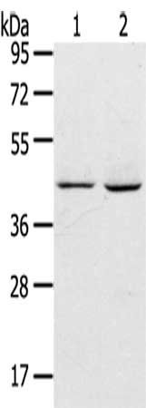 ADRB3 Antibody