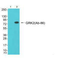 GRK2 Antibody