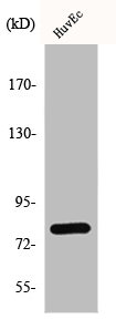 GRK2 Antibody