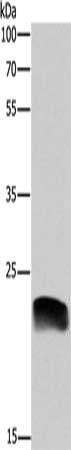 ADM Antibody