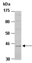 ADRM1 (C) Antibody, Rabbit Polyclonal
