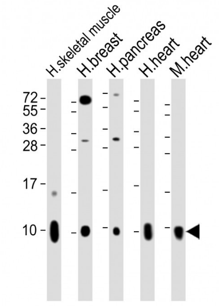 COX7A1 antibody