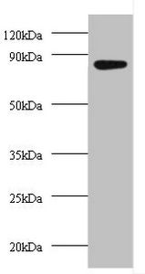 AFG3-like protein 2 antibody