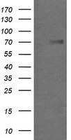 AFG3L2 Antibody