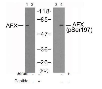 AFX (Phospho-Ser197) Antibody