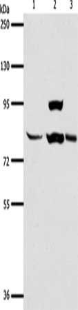 AGAP1 antibody