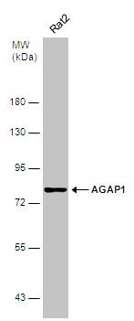 AGAP1 antibody [C3], C-term