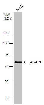 AGAP1 antibody