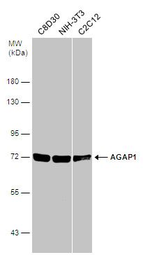AGAP1 antibody