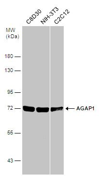 AGAP1 antibody [C3], C-term