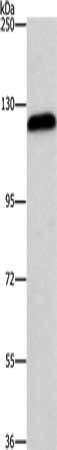 AGAP2 Antibody