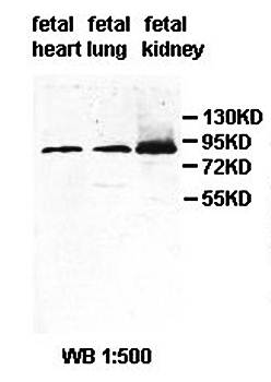 AGAP3 antibody