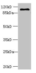 AGBL2 antibody