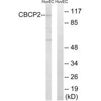 AGBL2 antibody