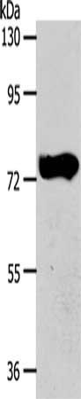 AGBL3 antibody