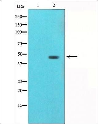 AGER/RAGE Antibody