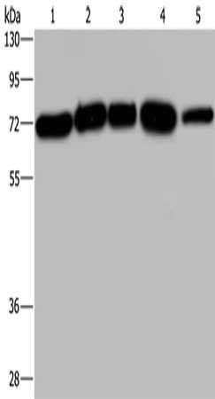 AGFG1 Antibody