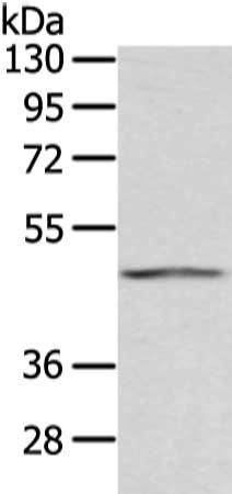 AGPAT9 antibody