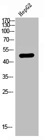 AGPAT9 Antibody