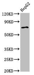 AGPS antibody