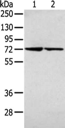 AGPS antibody