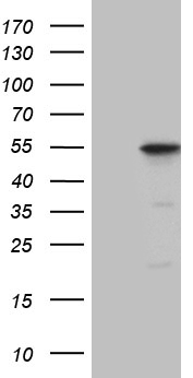 AGR2 Antibody