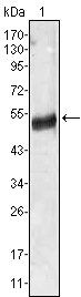 AGT Antibody