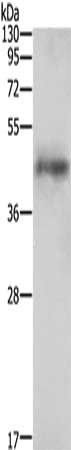 AGTR1 Antibody