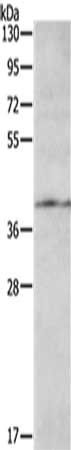 AGTR1 Antibody
