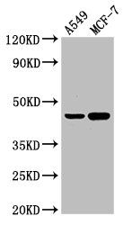AGXT Antibody