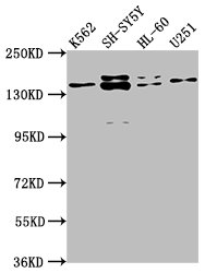 AHI1 Antibody