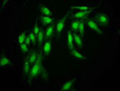 AHNAK Antibody