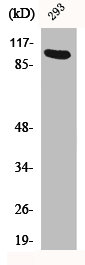 AHR/AHRR Antibody