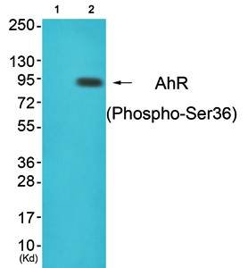 AhR (phospho-Ser36) antibody