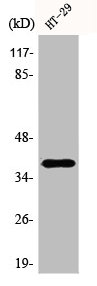 AHSA1 Antibody