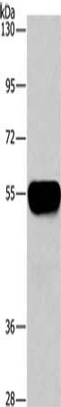 AHSG Antibody