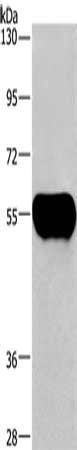 AHSG Antibody