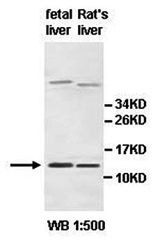 AHSP antibody