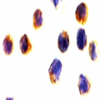 AIF Antibody