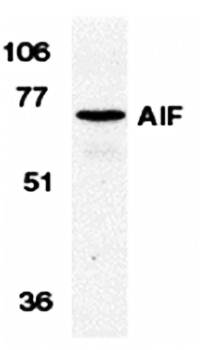 AIF Antibody