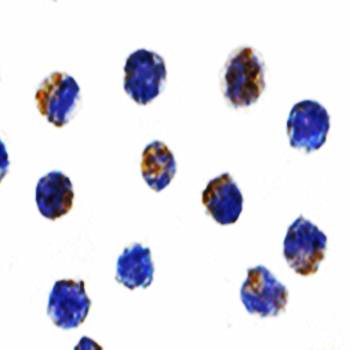 AIF Antibody