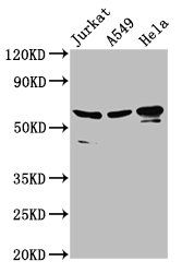 AIFM1 Antibody